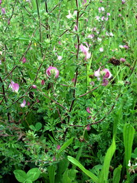 Hauhechel